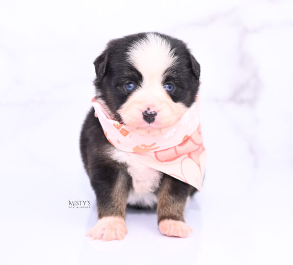 Mini / Toy Australian Shepherd Puppy Kinny