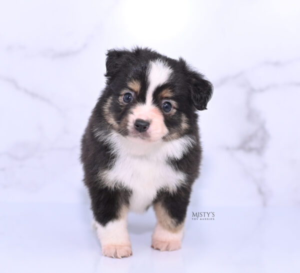 Mini / Toy Australian Shepherd Puppy LaRue