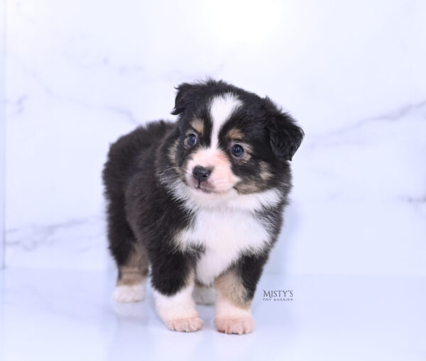 Mini / Toy Australian Shepherd Puppy LaRue