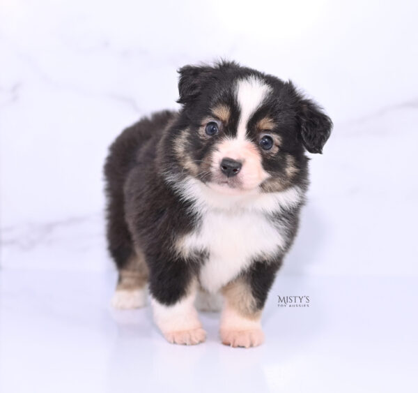 Mini / Toy Australian Shepherd Puppy LaRue