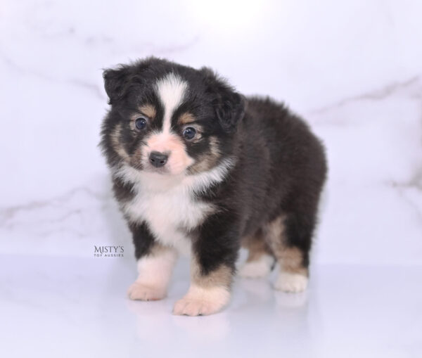 Mini / Toy Australian Shepherd Puppy LaRue