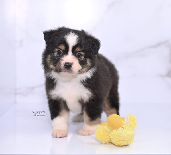 Mini / Toy Australian Shepherd Puppy LaRue