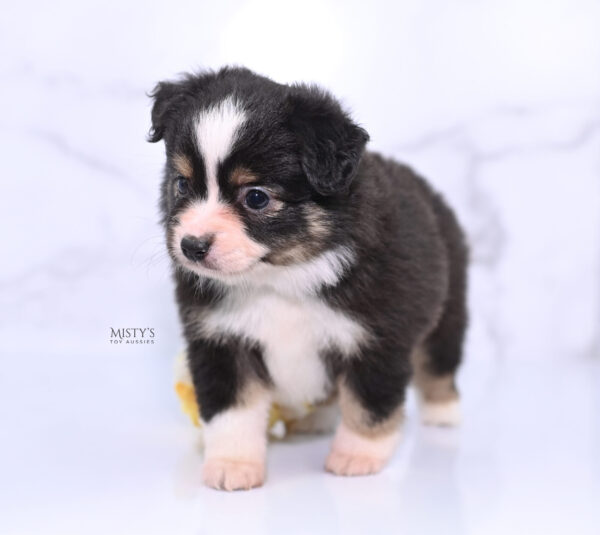 Mini / Toy Australian Shepherd Puppy LaRue