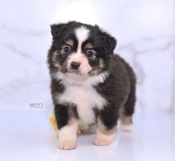 Mini / Toy Australian Shepherd Puppy LaRue