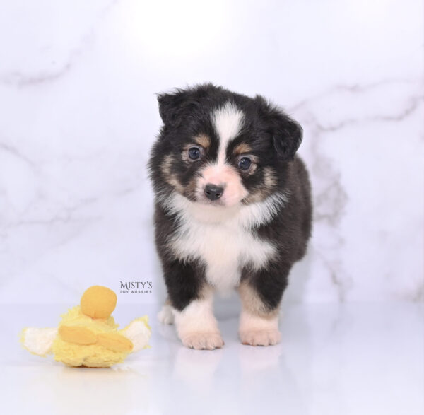 Mini / Toy Australian Shepherd Puppy LaRue