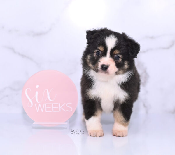 Mini / Toy Australian Shepherd Puppy LaRue