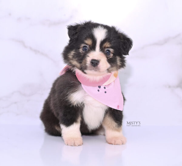 Mini / Toy Australian Shepherd Puppy LaRue