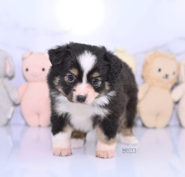 Mini / Toy Australian Shepherd Puppy LaRue