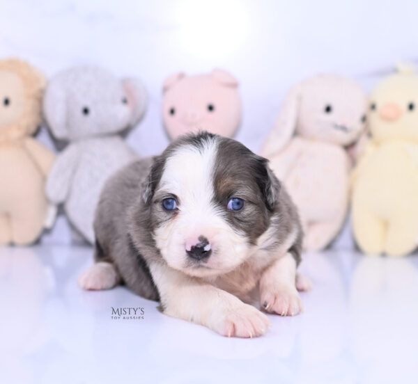 Mini / Toy Australian Shepherd Puppy Nebula