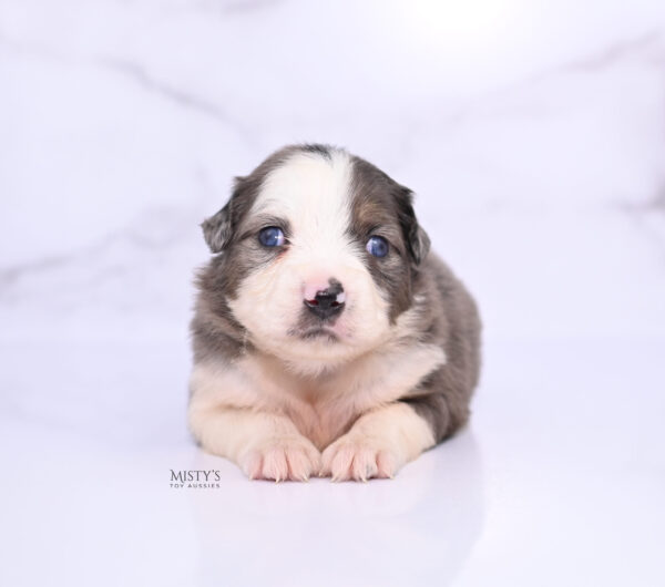 Mini / Toy Australian Shepherd Puppy Nebula