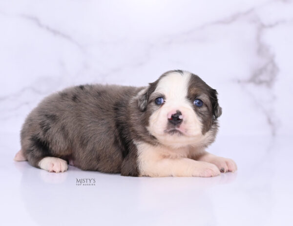 Mini / Toy Australian Shepherd Puppy Nebula