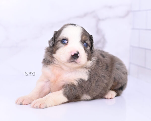 Mini / Toy Australian Shepherd Puppy Nebula