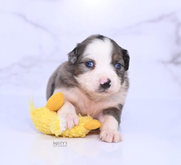 Mini / Toy Australian Shepherd Puppy Nebula