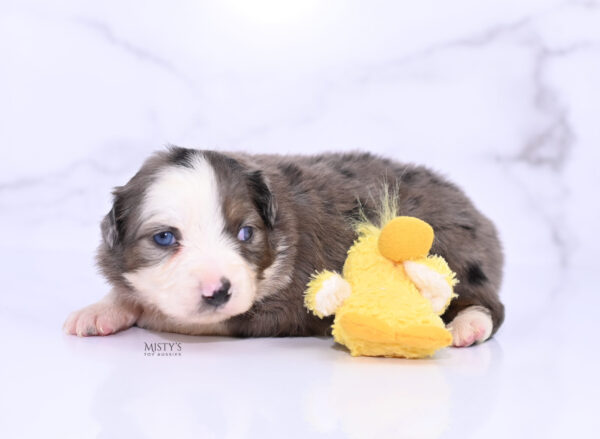 Mini / Toy Australian Shepherd Puppy Nebula