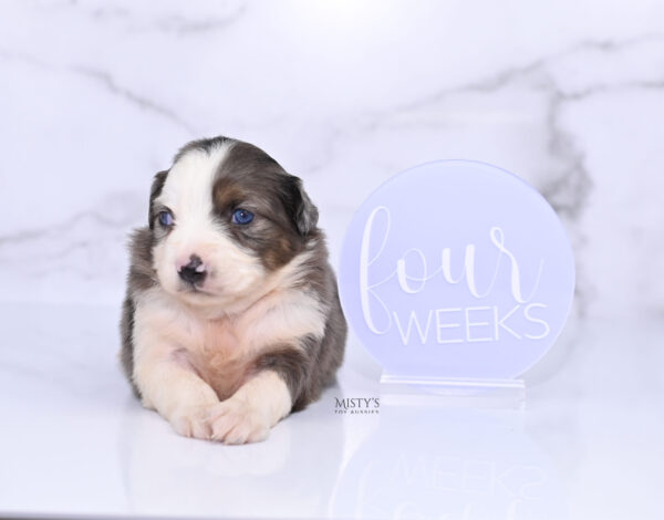 Mini / Toy Australian Shepherd Puppy Nebula