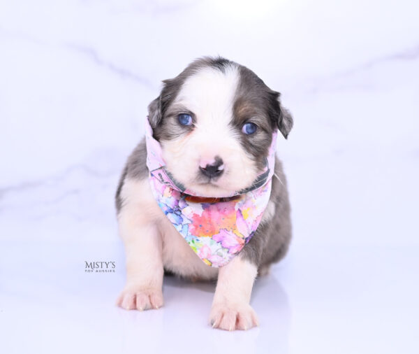 Mini / Toy Australian Shepherd Puppy Nebula