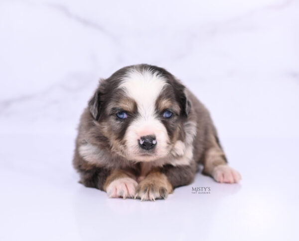 Mini / Toy Australian Shepherd Puppy Nixie