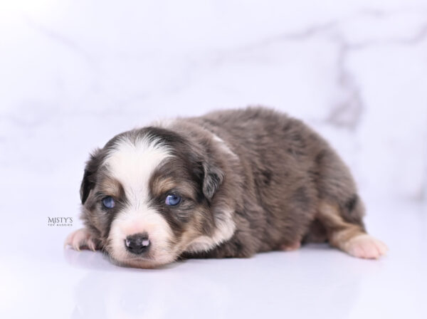 Mini / Toy Australian Shepherd Puppy Nixie