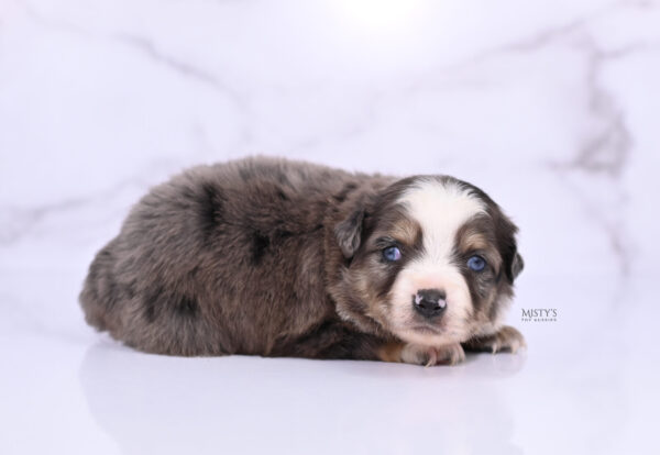 Mini / Toy Australian Shepherd Puppy Nixie