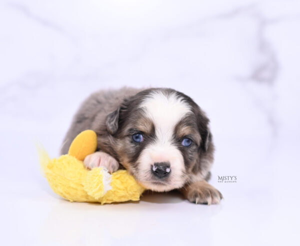 Mini / Toy Australian Shepherd Puppy Nixie