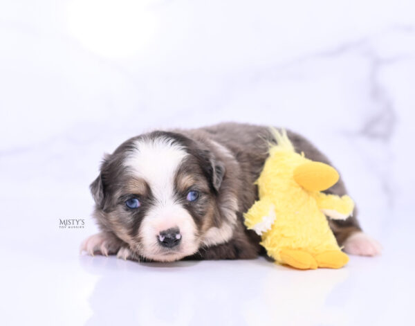 Mini / Toy Australian Shepherd Puppy Nixie