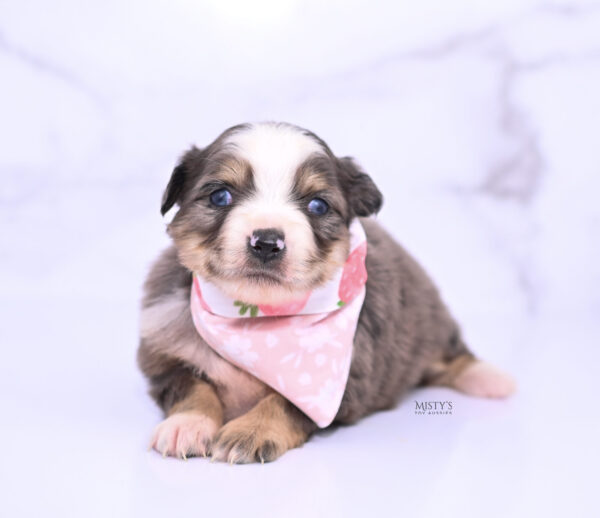 Mini / Toy Australian Shepherd Puppy Nixie