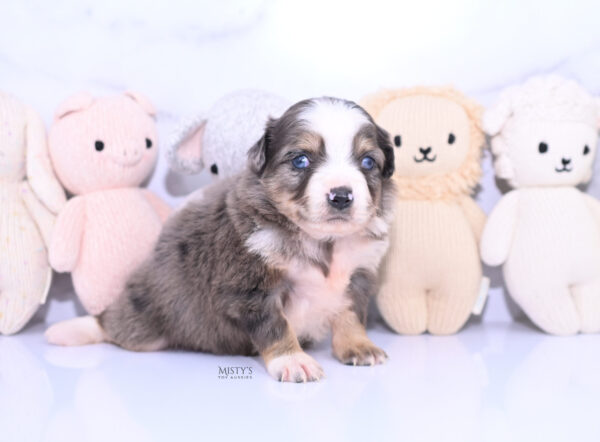 Mini / Toy Australian Shepherd Puppy Nixie