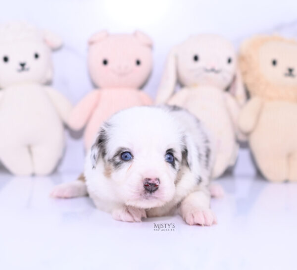 Mini / Toy Australian Shepherd Puppy Nonnie