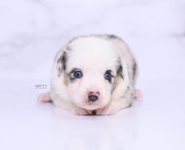 Mini / Toy Australian Shepherd Puppy Nonnie