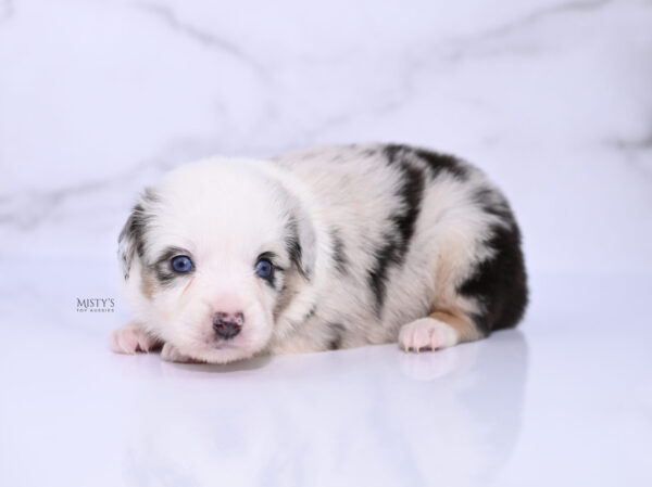 Mini / Toy Australian Shepherd Puppy Nonnie