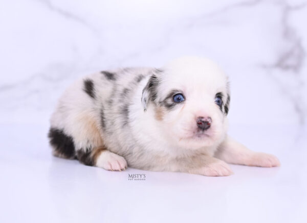 Mini / Toy Australian Shepherd Puppy Nonnie