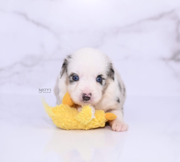 Mini / Toy Australian Shepherd Puppy Nonnie