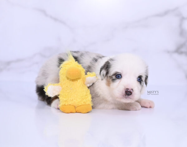 Mini / Toy Australian Shepherd Puppy Nonnie