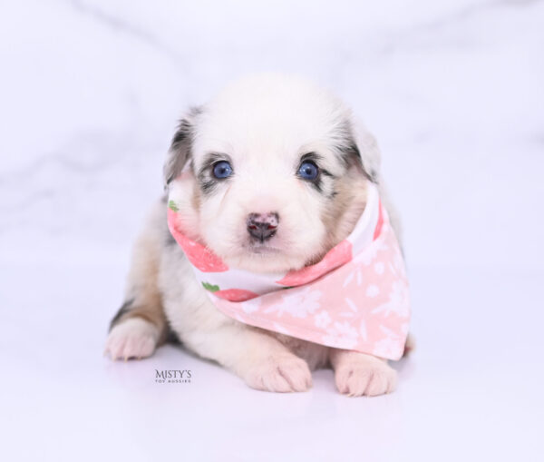 Mini / Toy Australian Shepherd Puppy Nonnie