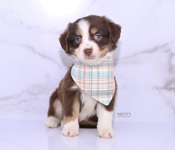 Mini / Toy Australian Shepherd Puppy Rosy