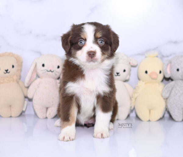 Mini / Toy Australian Shepherd Puppy Rosy