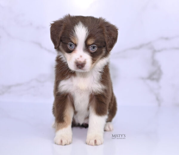 Mini / Toy Australian Shepherd Puppy Rosy