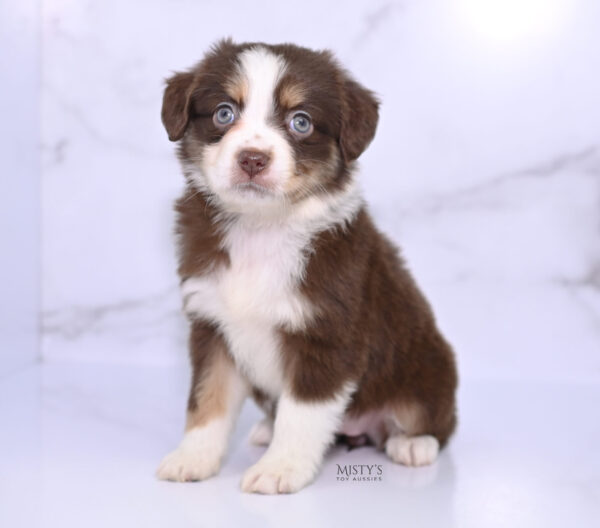 Mini / Toy Australian Shepherd Puppy Rosy