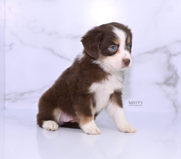 Mini / Toy Australian Shepherd Puppy Rosy