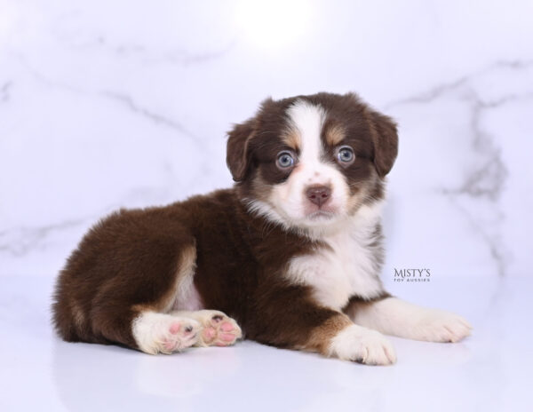 Mini / Toy Australian Shepherd Puppy Rosy