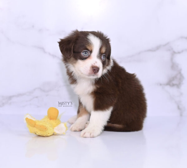 Mini / Toy Australian Shepherd Puppy Rosy