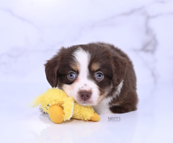 Mini / Toy Australian Shepherd Puppy Rosy