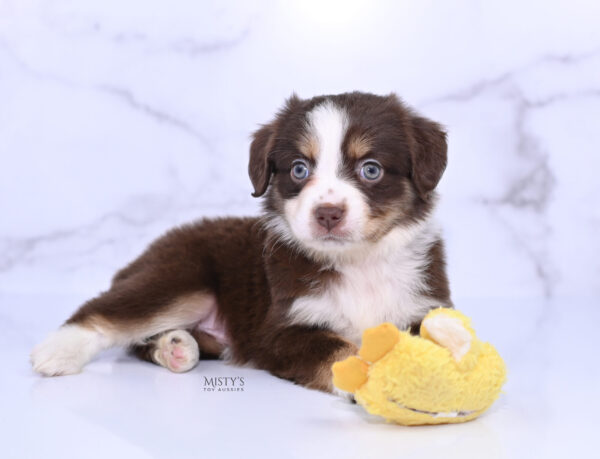 Mini / Toy Australian Shepherd Puppy Rosy