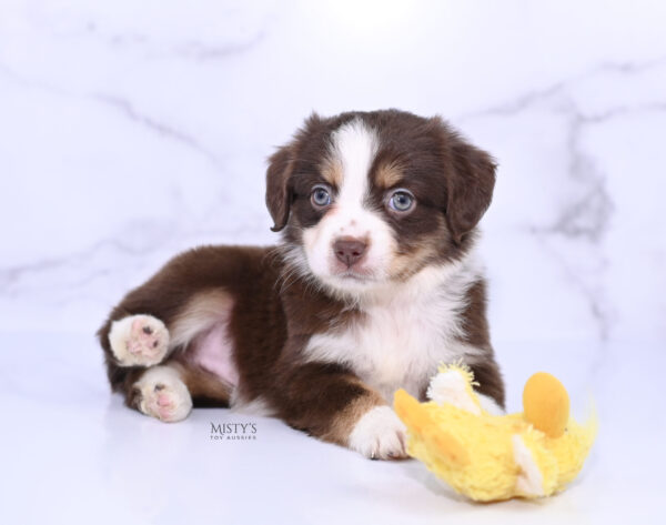 Mini / Toy Australian Shepherd Puppy Rosy