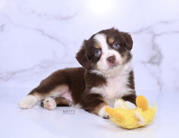 Mini / Toy Australian Shepherd Puppy Rosy