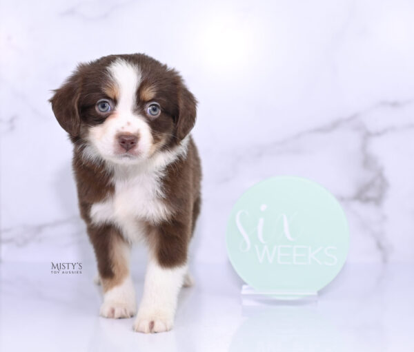 Mini / Toy Australian Shepherd Puppy Rosy