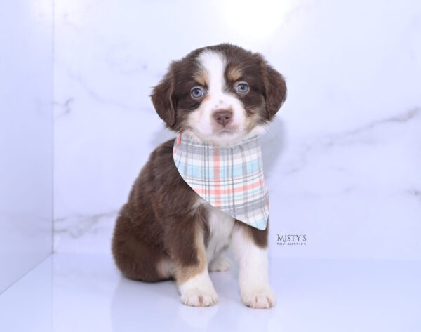 Mini / Toy Australian Shepherd Puppy Rosy