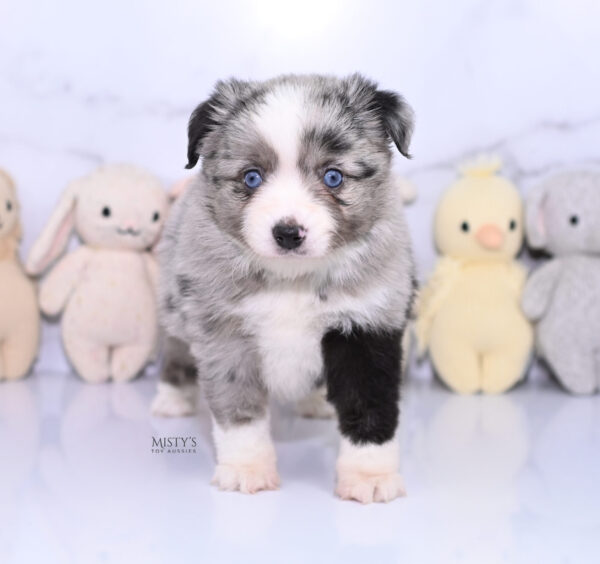 Mini / Toy Australian Shepherd Puppy Sassa