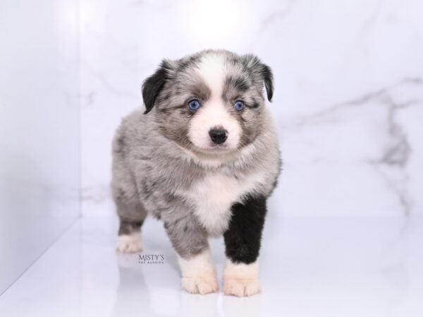 Mini / Toy Australian Shepherd Puppy Sassa