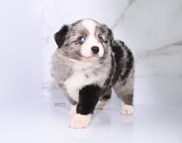 Mini / Toy Australian Shepherd Puppy Sassa